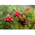 Lingonberry